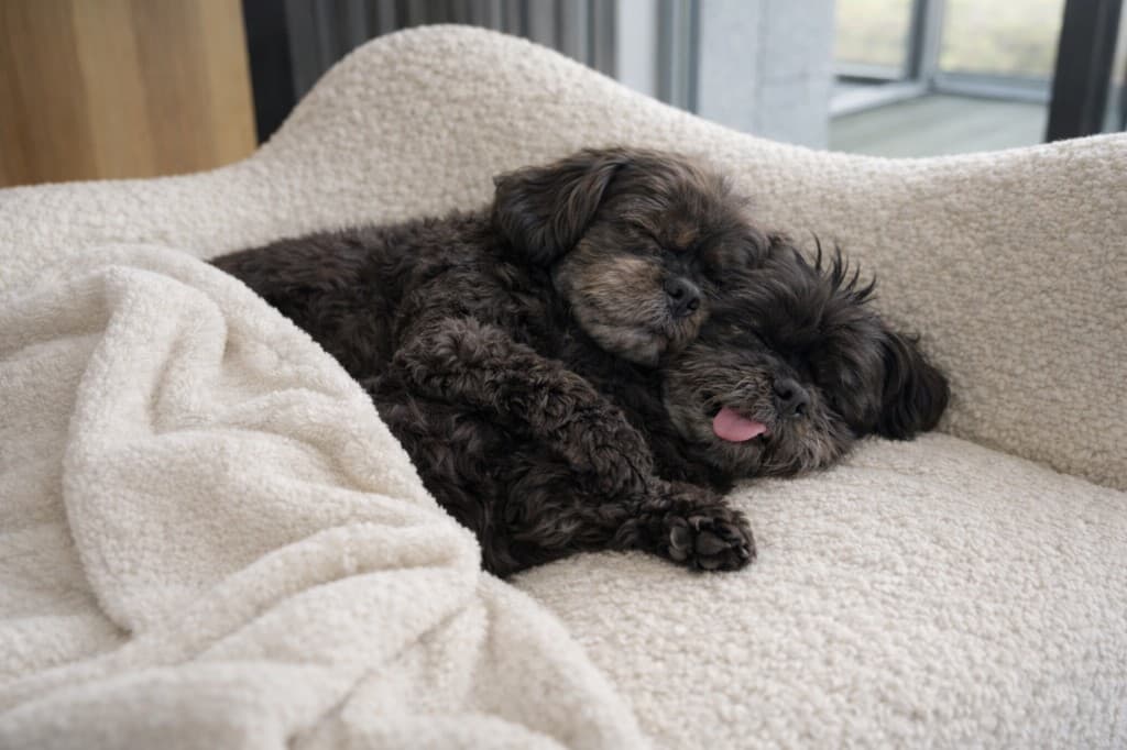 Our furry friends waiting to welcome you